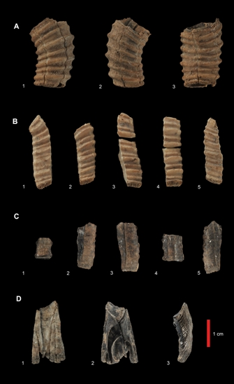 Toca Comer. Hace 15000 años los humanos comían carne de ballena . Marisol Collazos Soto, Rafael Barzanallana