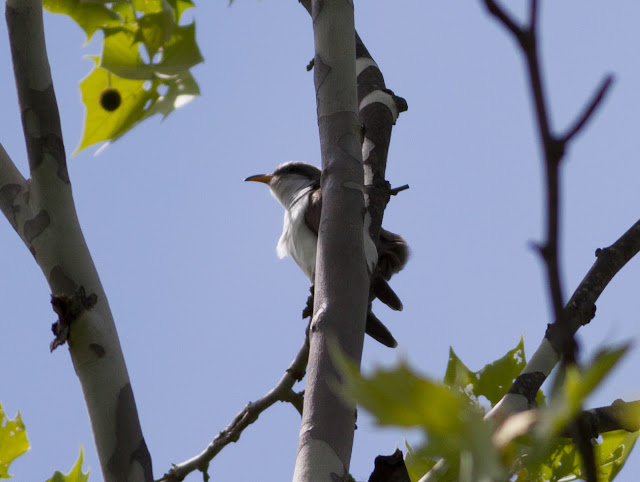 Yellow-billed Cuckoo - Doodletown, New York