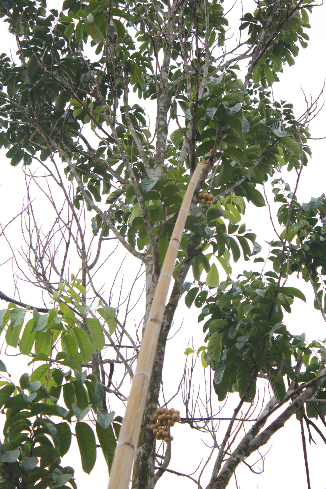 D' Sungai Lepoh Chalet & Kem: Pokok buah-buahan