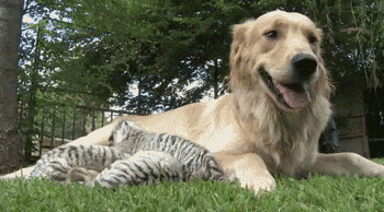 Amazing Creatures: Funny animal gifs - part 101 (10 gifs)