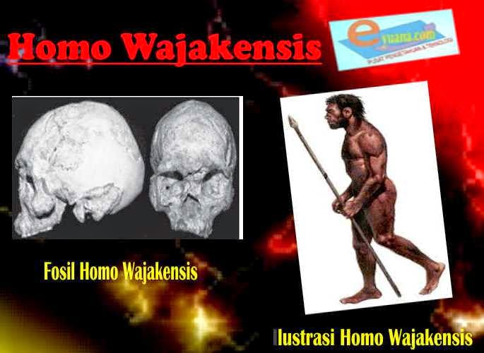 Gambar Manusia Purba Homo Wajakensis