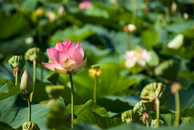 Nelumbo nucifera Floare de Lotus flower Lotosblume λωτόςλουλούδι fiorediloto flordelótus flordeloto lótuszvirág