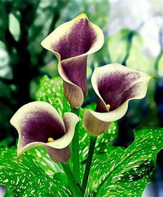 Calla Picasso