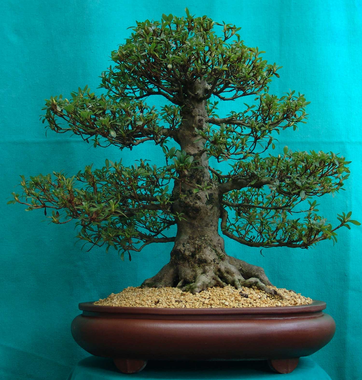 Beautiful Tree in the World Beautiful Chinese tree