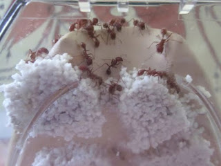 ant farm