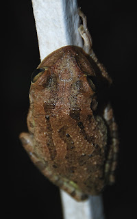 Teenie Froggie in Miami Backyard.