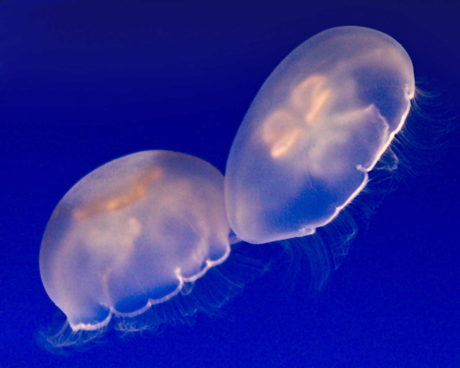 Images and Reflections by Tom Debley The Wondrous Jelly Fish of