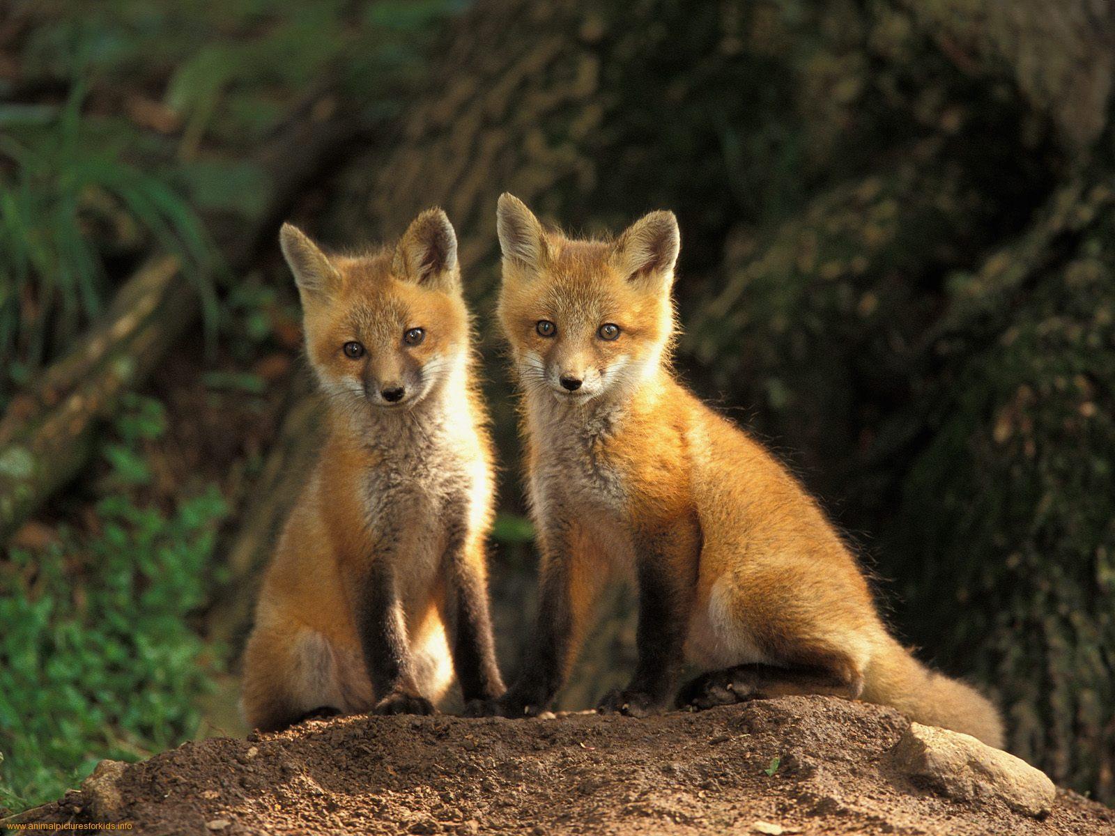 fox side