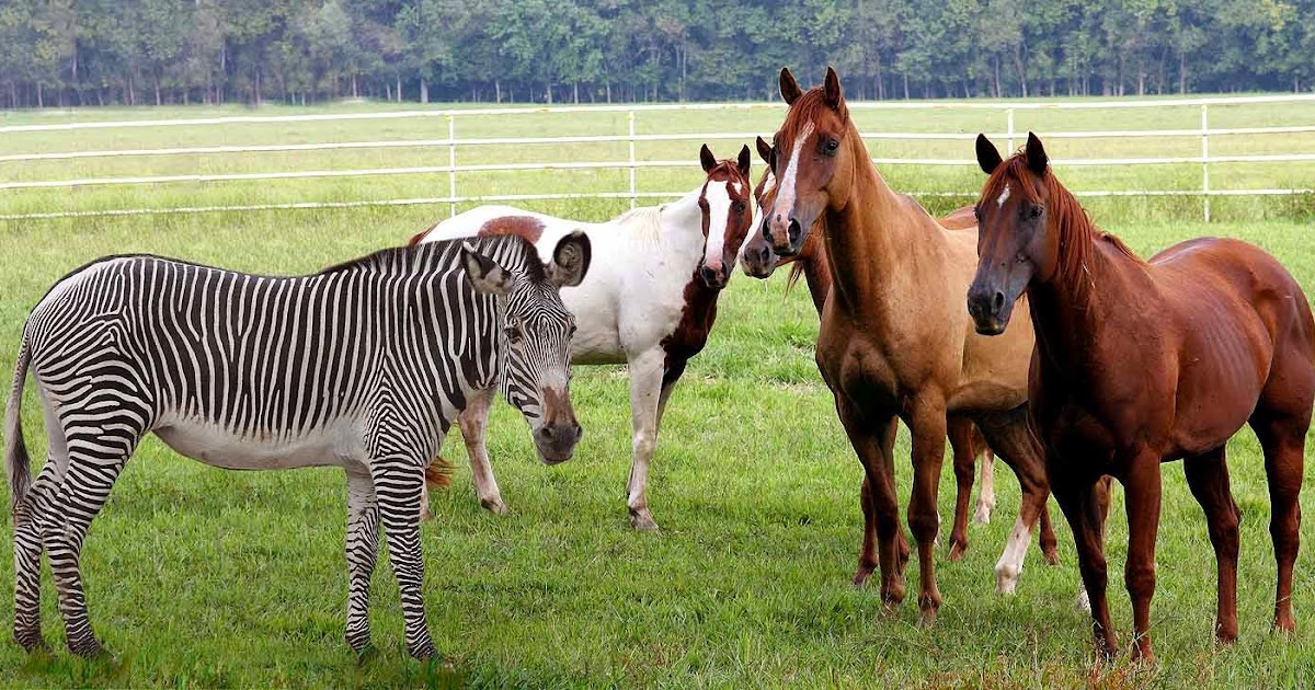 Stepwise Steph Zebra Amongst Horses