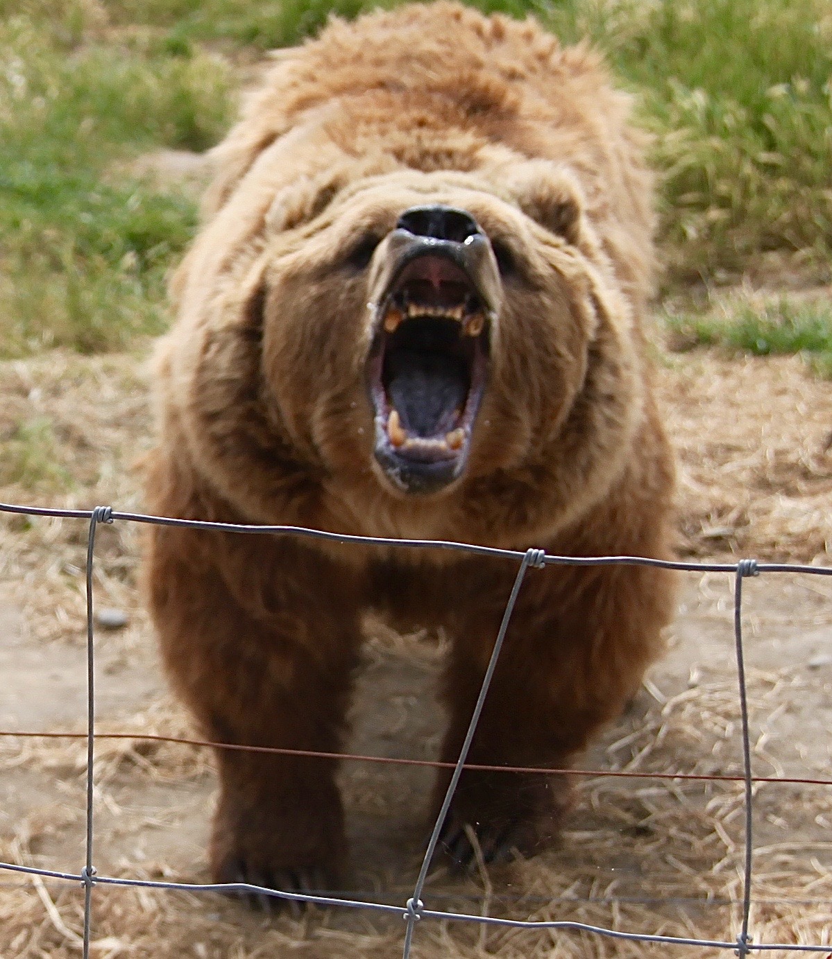 watch out for the woestmans Olympic Game Farm 2