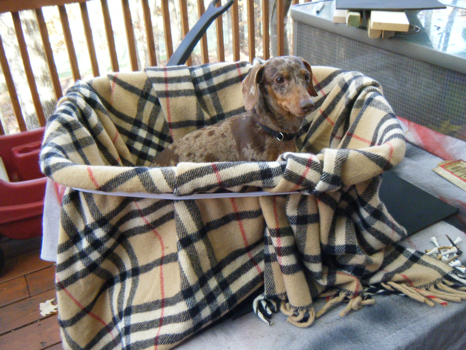 Everything I learned from MacGyver Idea of the Day Dog Bed for Golf Cart