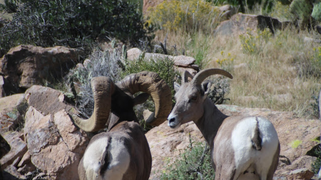 Arizona%2BDesert%2BBighorn%2BSheep%2BHunting%2BThe%2BGnarly%2BRam%2Bwith%2BColburn%2Band%2BScott%2BOutfitters%2B5.JPG