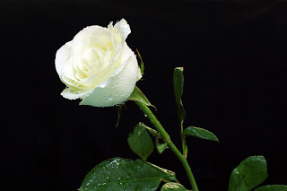 bunga mawar putih