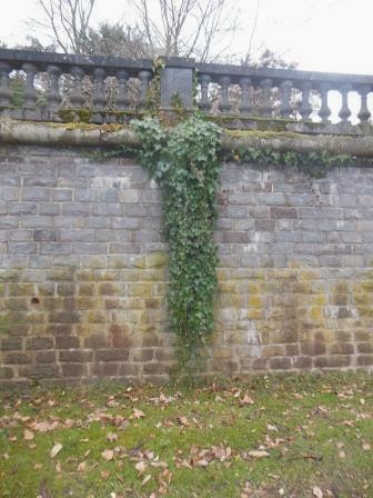 Rheinland Blogger Efeu