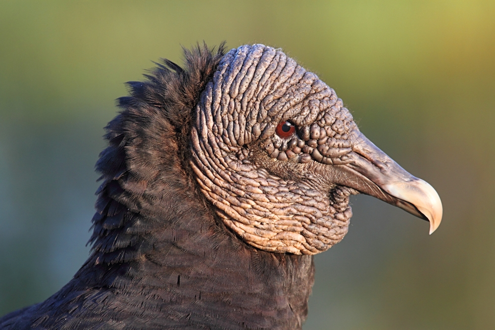 Steve Byland Nature Photography Attract More Vultures To Your Yard
