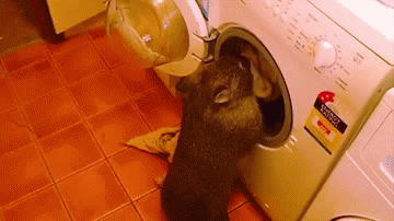 Funny animal gifs - part 107 (10 gifs), wombat doing the laundry