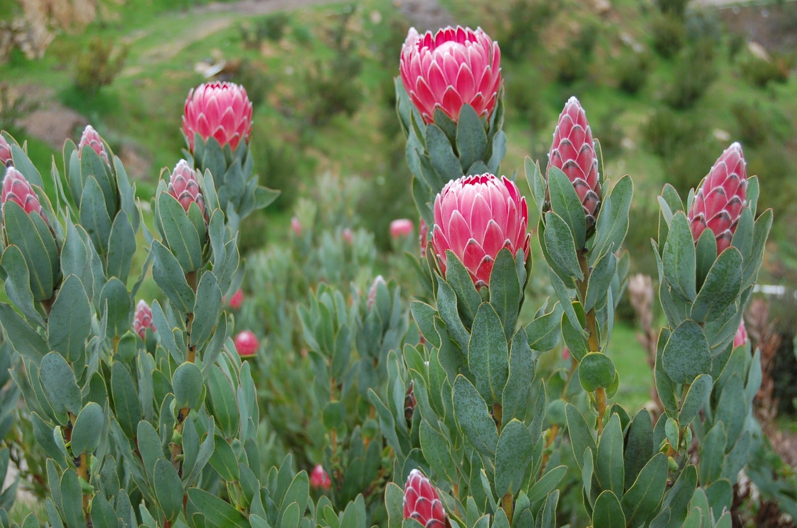 A Passion for Flowers Protea Fields in Bloom