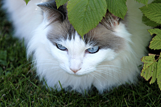 Cats Ragdoll Cat