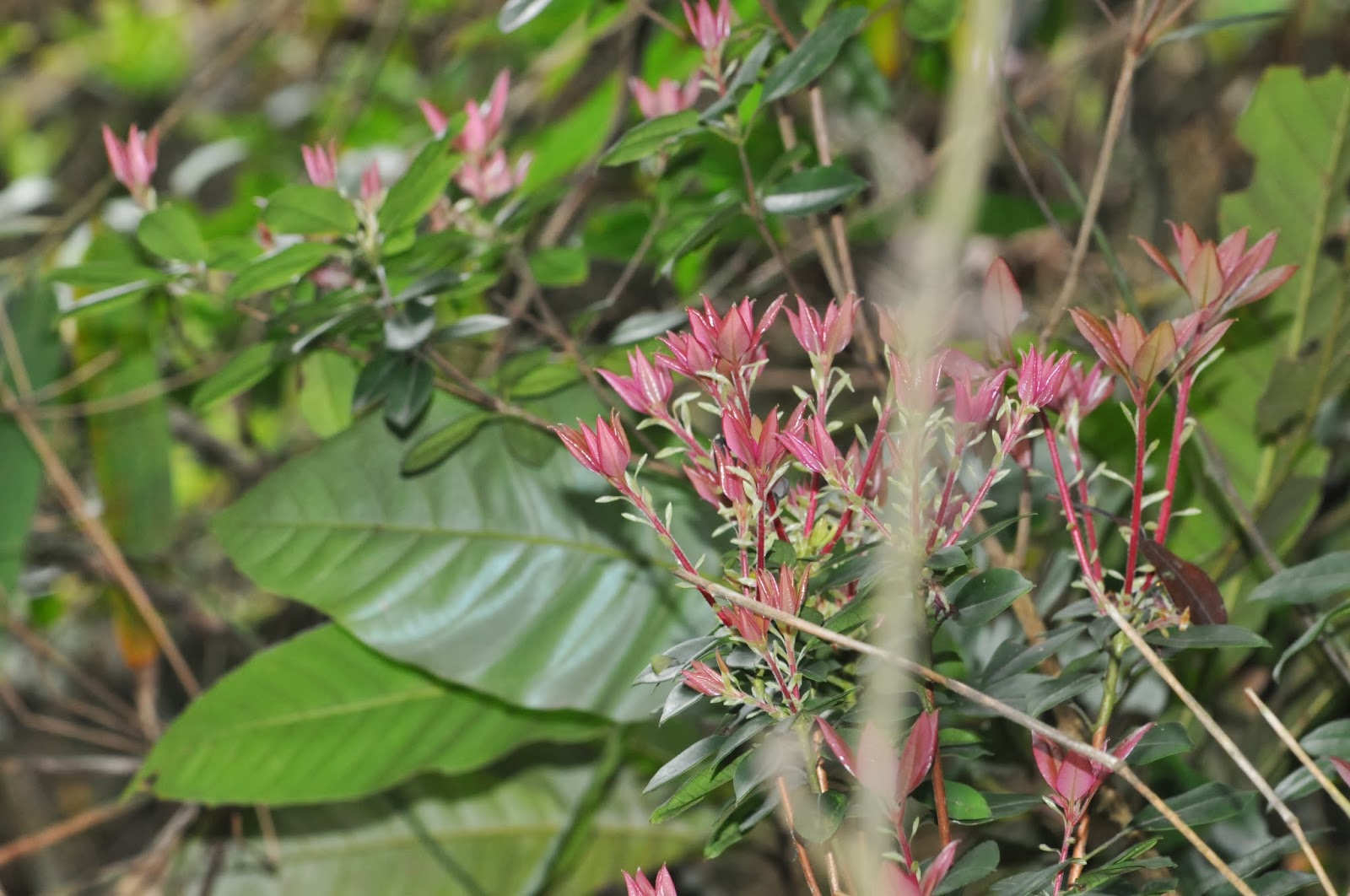Plant Searcher Rhododendron Hongkongense 香港杜鵑 Hong Kong