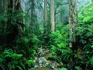 South America - Amazon - World's largest tropical rainforest and river basin