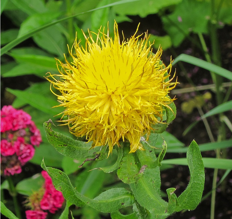 Beauty Of Flowers Bighead Knapweed