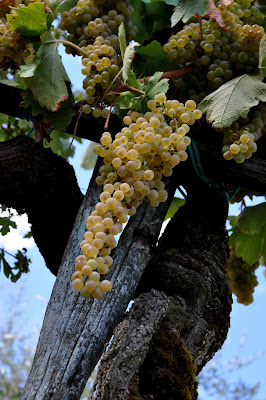 Grapevines in Castagnoli, Italy - Photo by Taste As You Go