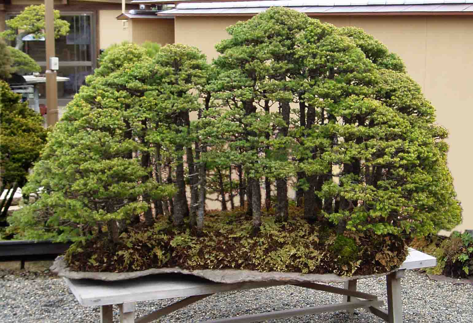 group planting bonsai pot  14"L     style 31-5  Blue Japanese  forest 