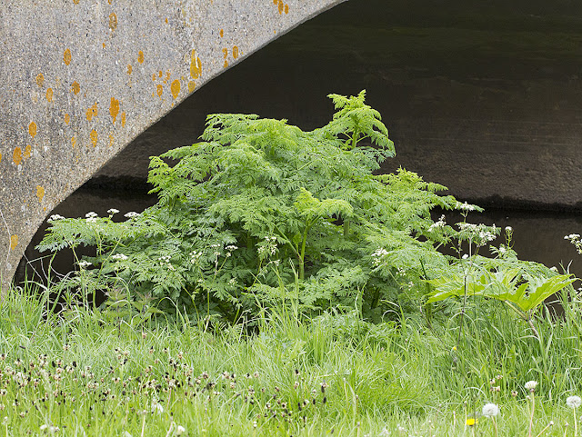 Hemlock,  Conium maculatum.  By the Medway near Leigh, 19 May 2012.