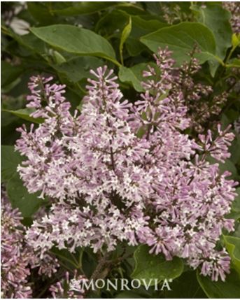 Wayside Treasures Miss Kim Korean Lilacs