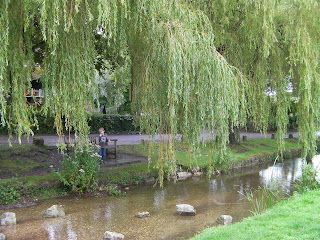 weeping willow salix over the village pond