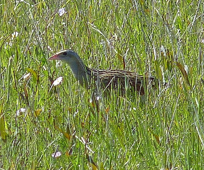 Birding Poole Harbour & Beyond 24 May 14 Swiveleyed Loon Added To