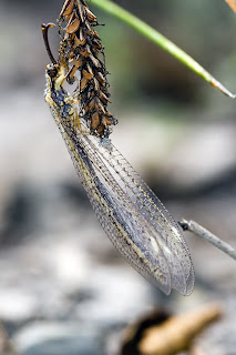 Para ampliar Macronemurus appendiculatus (Hormiga león) hacer clic