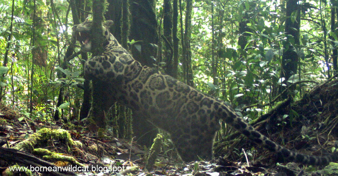 http://2.bp.blogspot.com/-3-jUhZE6Gs8/Tz0bxz2JbSI/AAAAAAAAA1s/LzqmFcD6Vus/s1600/clouded+leopard+scent+marking.jpg