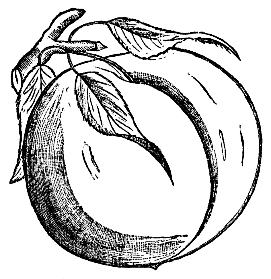 Vintage Snips and Clips Peach Clipart in Black and White