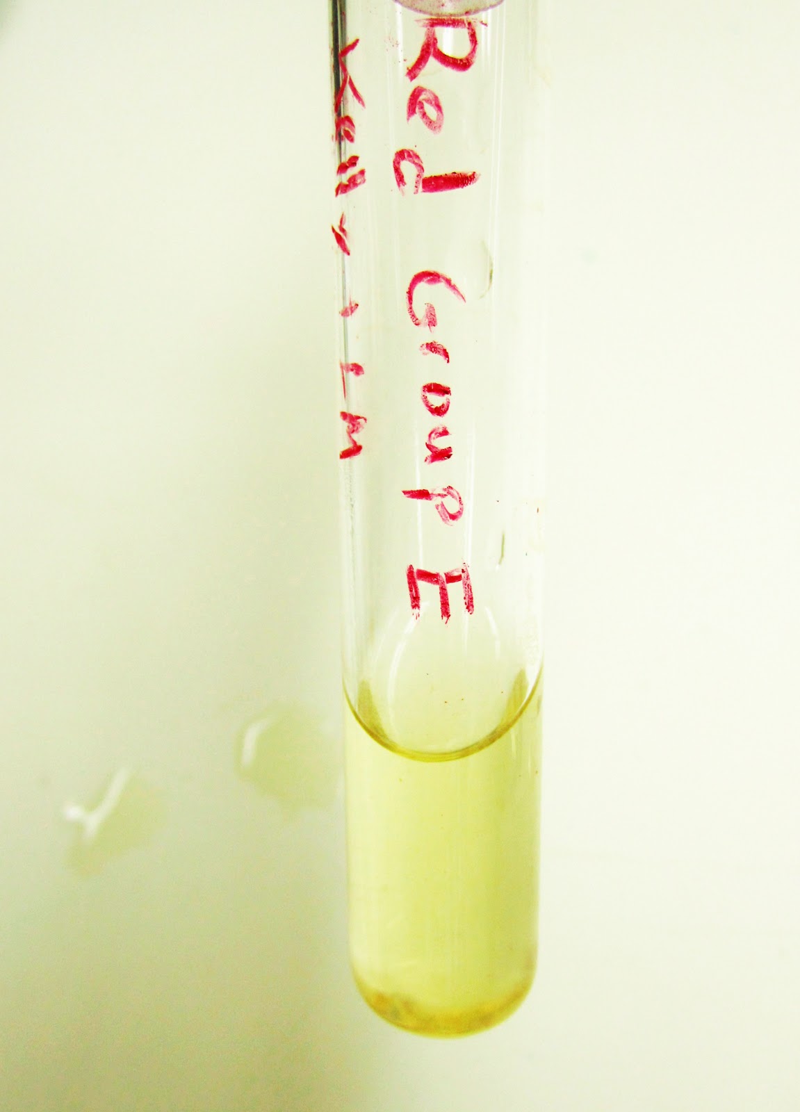 MicrobeDiscoveries Gelatin Test, the Carbohydrates (sucrose, lactose