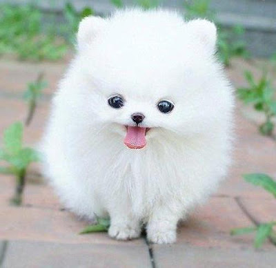 Pomeranian Puppie Dog