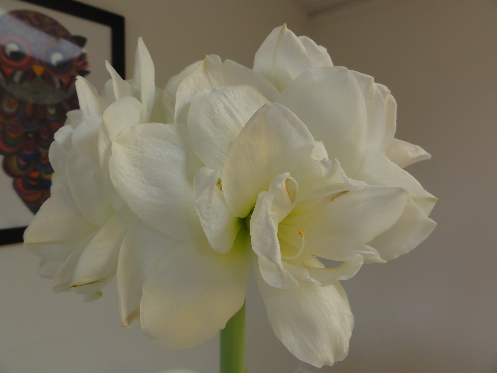 Fra frø til blomst: amaryllis og mine have julegaver
