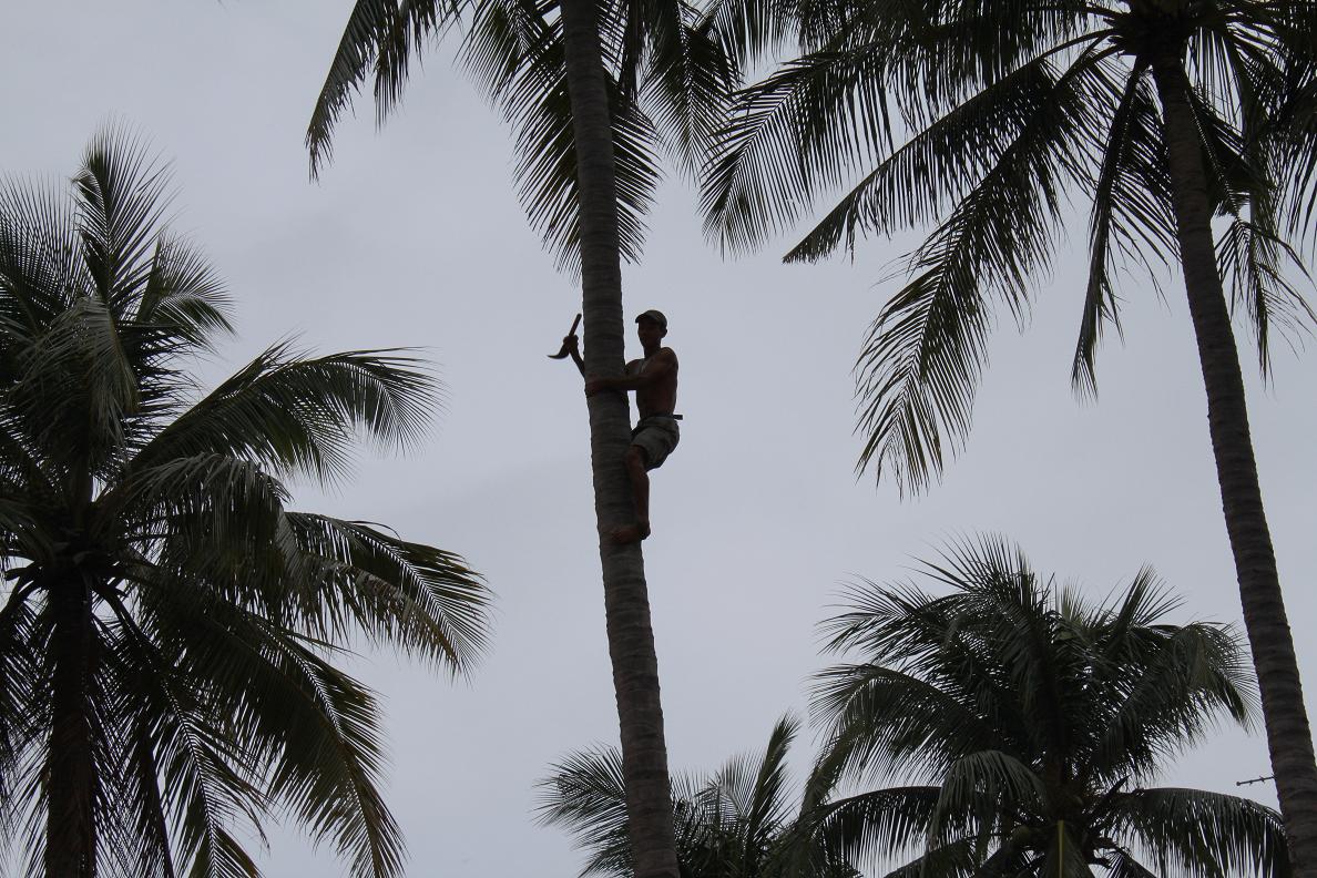 Kate McVaugh's Rambles Coconut Tree Trimming