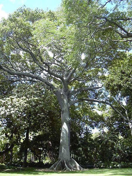 Pokok Kekabu