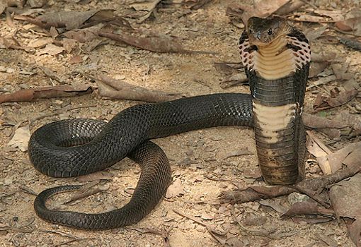 Sonhar com cobra preta