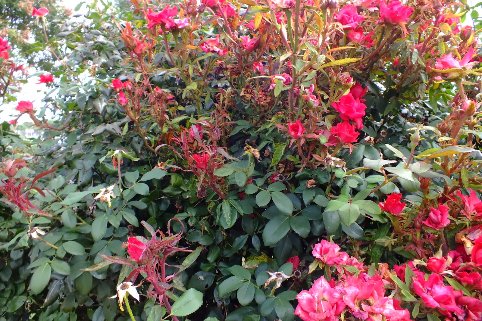 Gene�s Garden Rose Rosette Disease in my garden