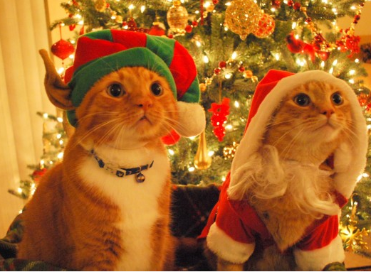 12 Cute Santa Cats That Will Make You Smile | Super Meow Meow