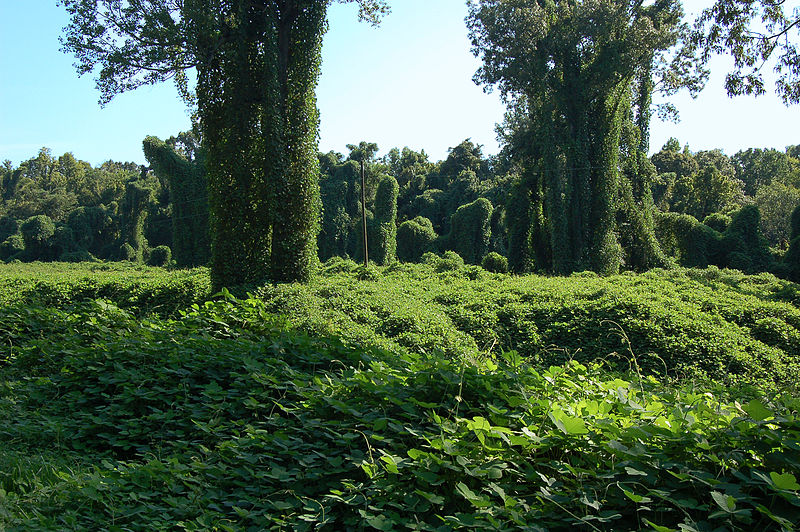 CarbonBased Research finds invasive kudzu bugs may pose greater