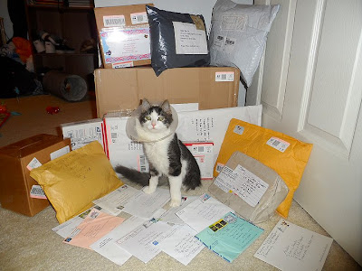 Anakin the two legged cat love for Ani mail