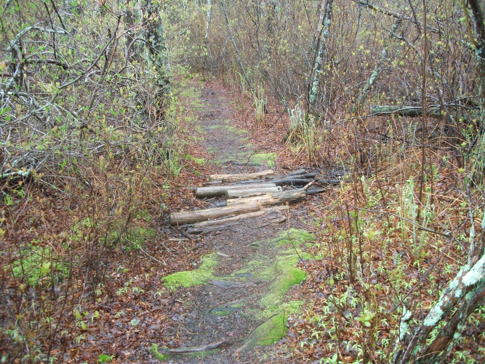 Hike Cape Cod Fresh Pond Conservation Area & Johnny Kelley Recreation