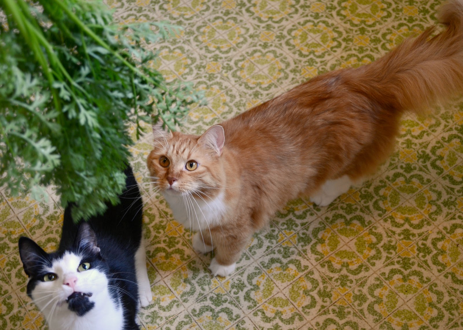 I recently picked a carrot from my vegetable garden. The cats were