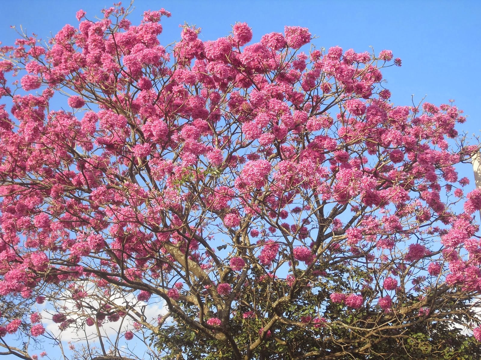 Festa da Natureza