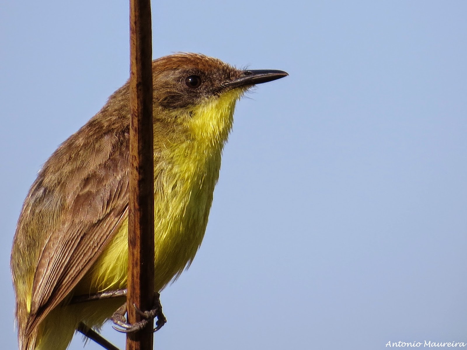 AvesdeConcepción y otros viajes Pájaro amarillo (Pseudocolopteryx