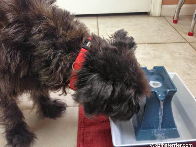 Oz the Terrier's first drink of water from PetSafe Drinkwell Fountain