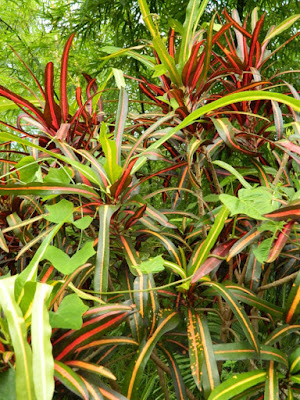 Narrow leaf croton Codiaeum at Orchid World Barbados by garden muses-not another Toronto gardening blog